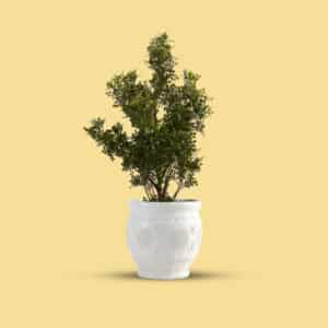 Ornate-White-Ceramic-1